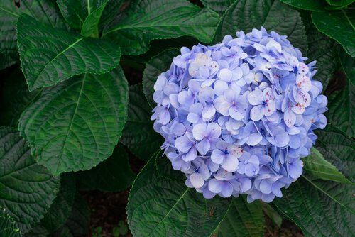 Hydrangea - Individual