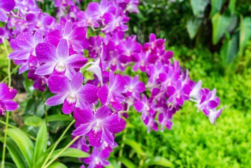 Orchids - Singapore