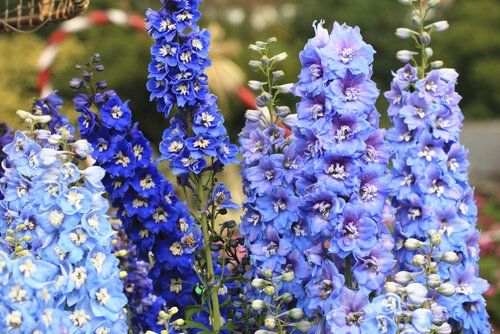 Delphinium - Pacific Giant