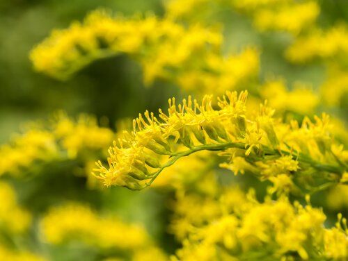 Solidago