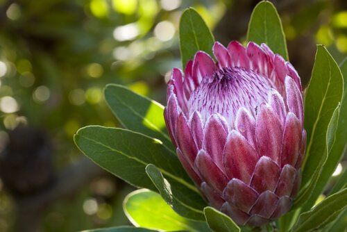 Protea