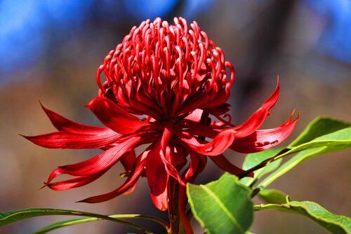 Waratah