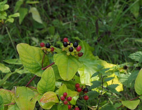 Hypericum Berries