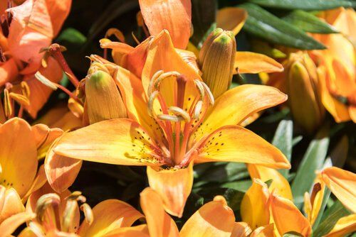 Lilies asiatic (non perfumed)