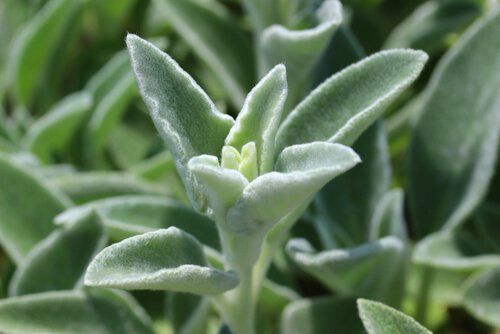 Lambs Ear