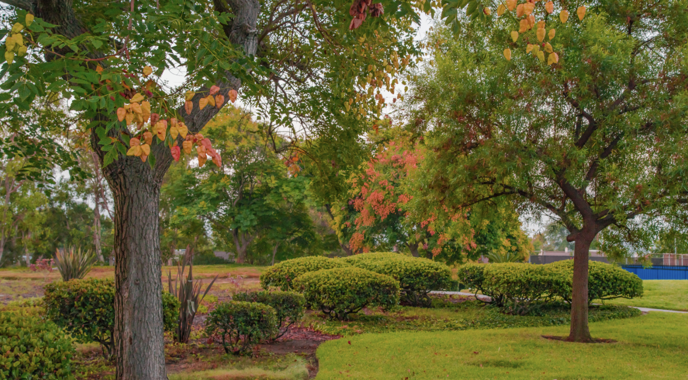 Landscaping Services in Golfview, FL