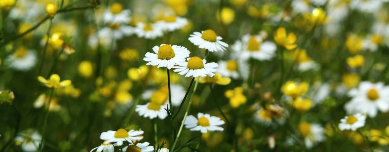 Ocean Breeze Park FL Landscaping