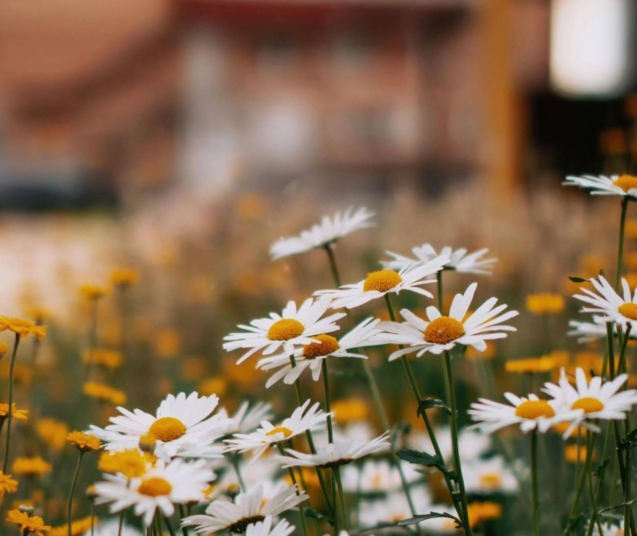 Ocean Breeze Park Landscaping