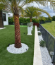 A palm tree is sitting in the middle of a lush green lawn.