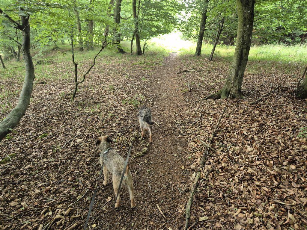 To hunde går på en løvdækket sti i en solbeskinnet skov.