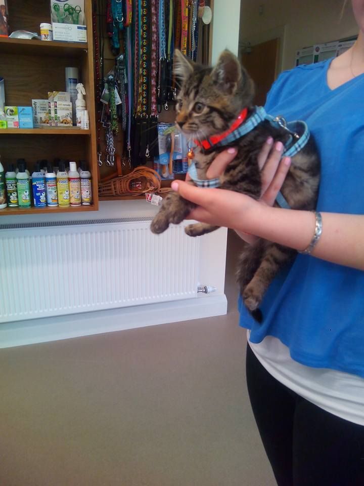 A woman in a blue shirt is holding a kitten