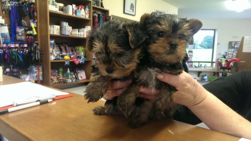 A person is holding two small puppies in their hands