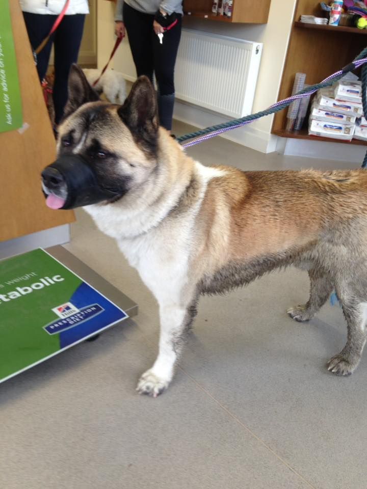 A brown and white dog standing next to a hill 's prescription weight scale