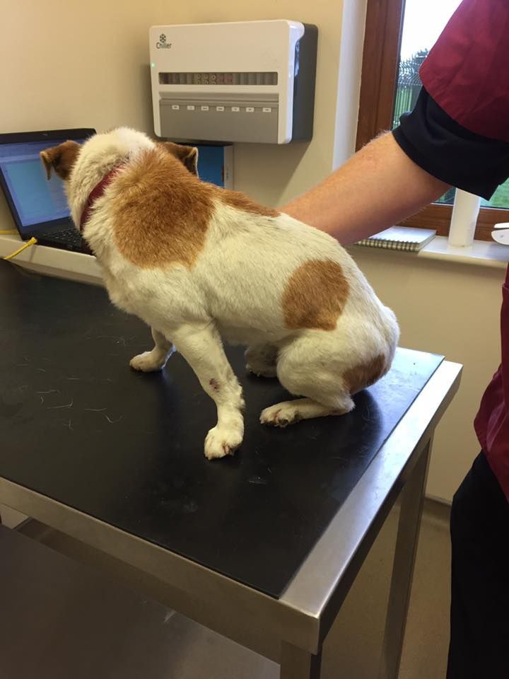 A brown and white dog is sitting on a black table