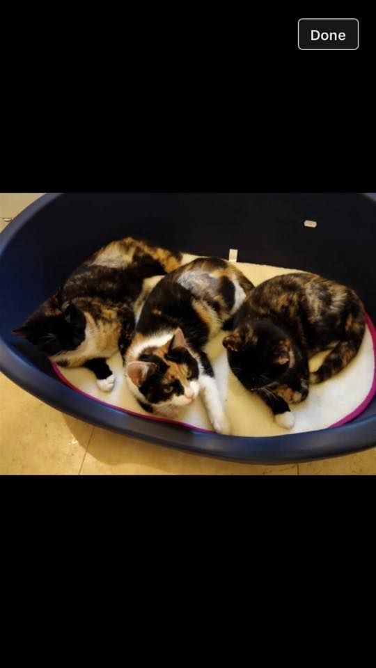 Three calico cats are sleeping in a blue bowl