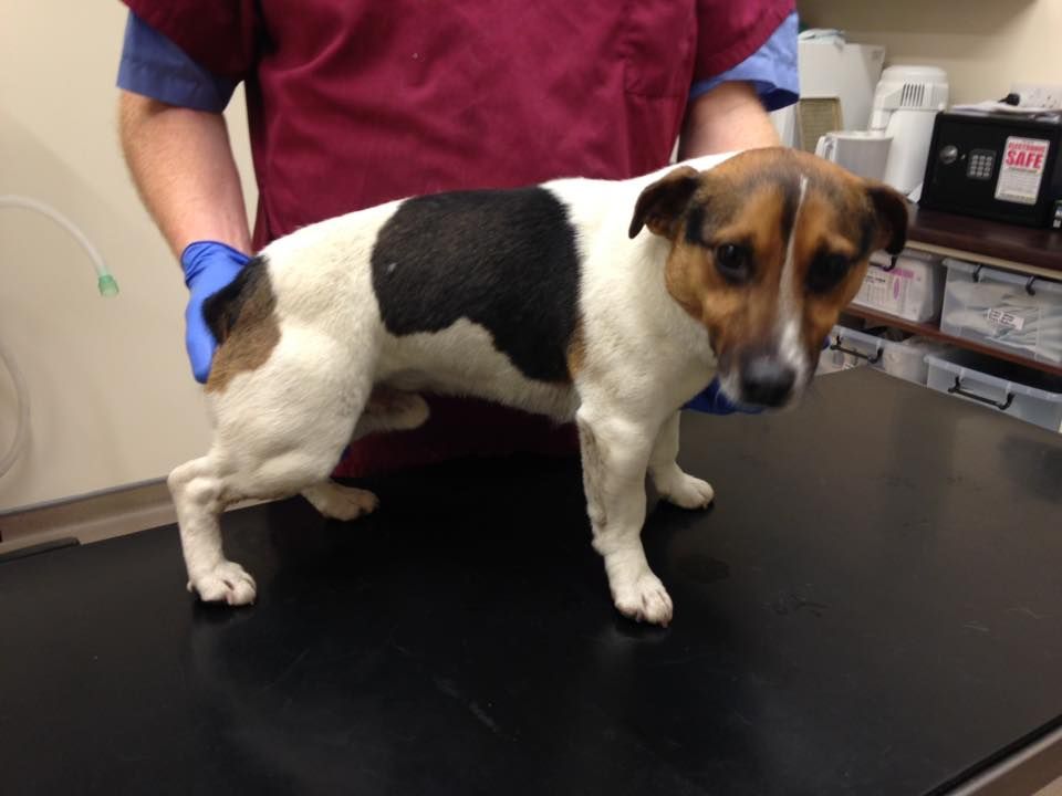 A small brown and white dog standing on a black table