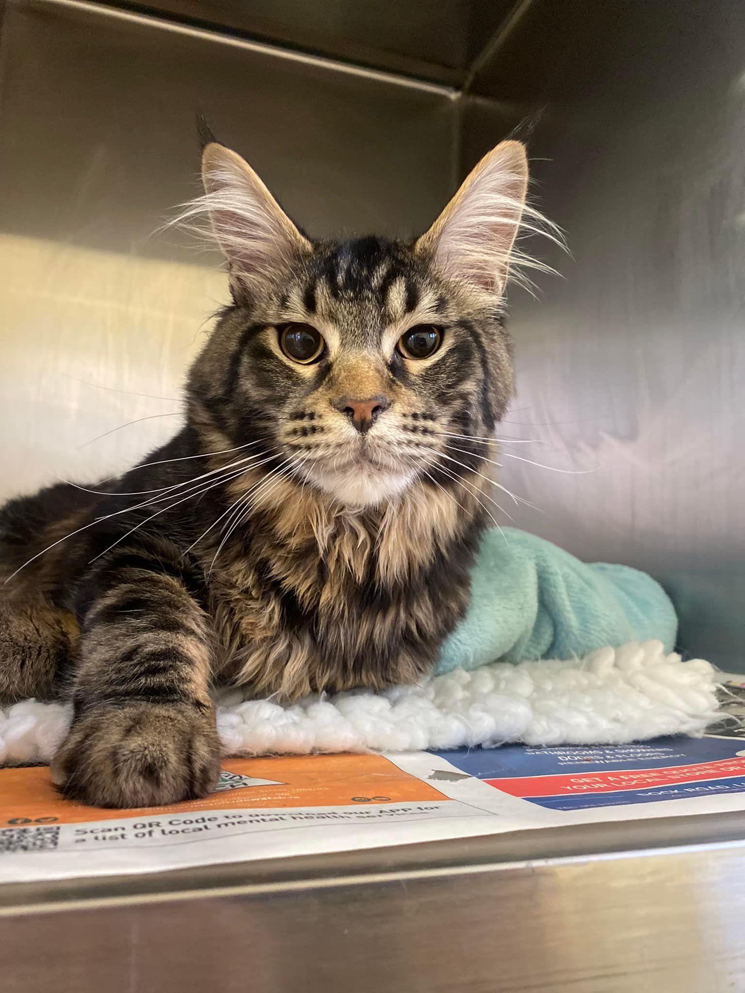 A cat is laying on a blanket in a cage and looking at the camera.