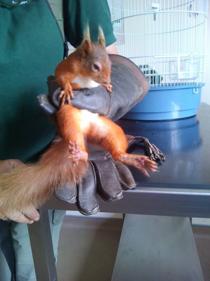 A person is holding a small squirrel in their hands