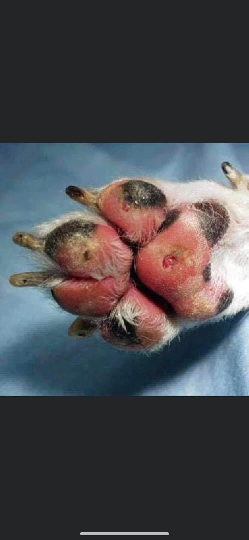 A close up of a dog 's paw with red spots on it.