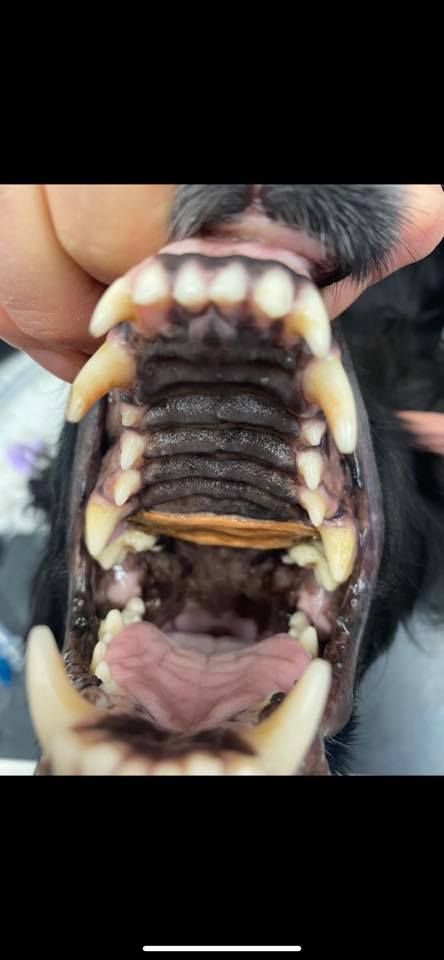 A close up of a dog 's teeth with a stick in it.