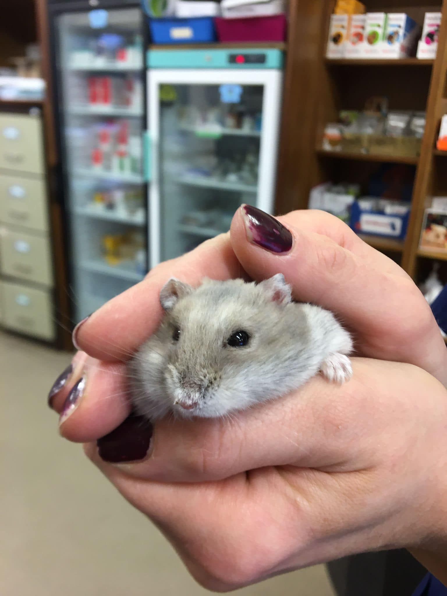 A person holding a small hamster in their hand