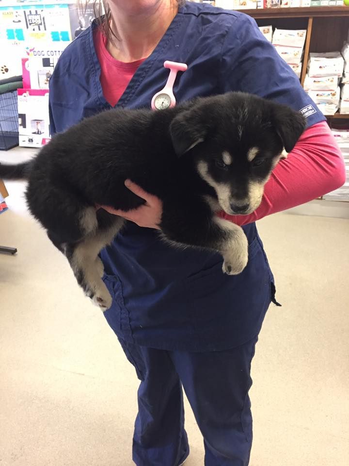 A woman in scrubs is holding a black puppy