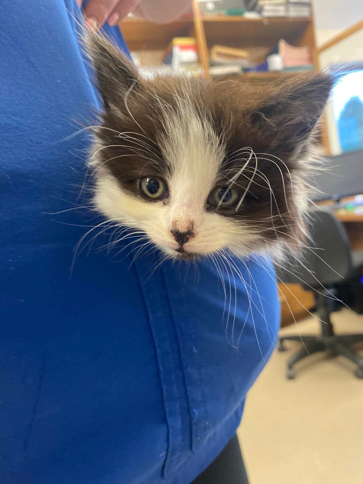 A brown and white kitten is being held by a person in a blue shirt