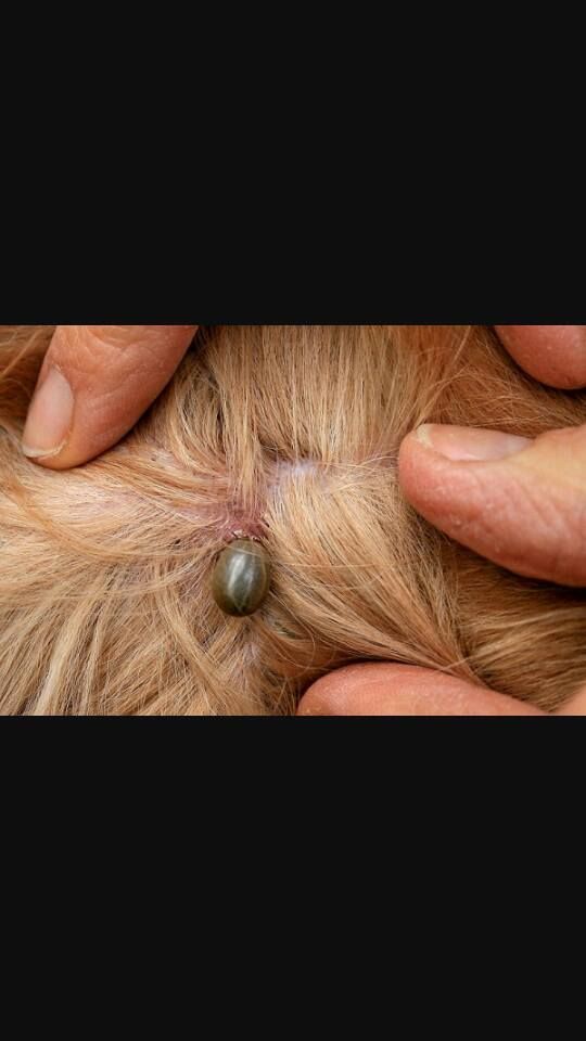 Adare Veterinary Clinic, 