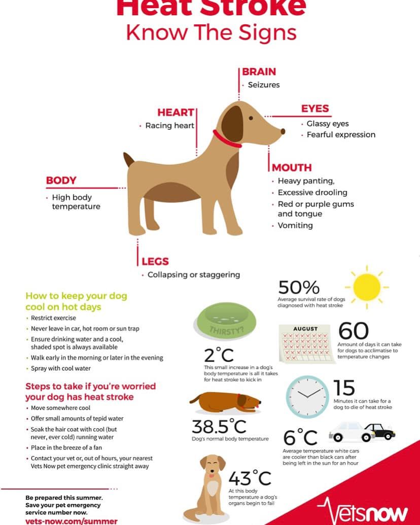 A poster that says heat stroke know the signs on it