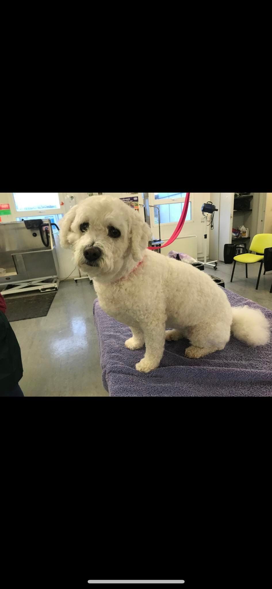 A white dog is sitting on a purple blanket in a room.
