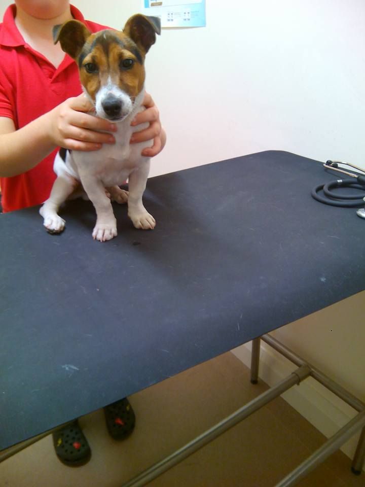 A person holding a small brown and white dog on a table