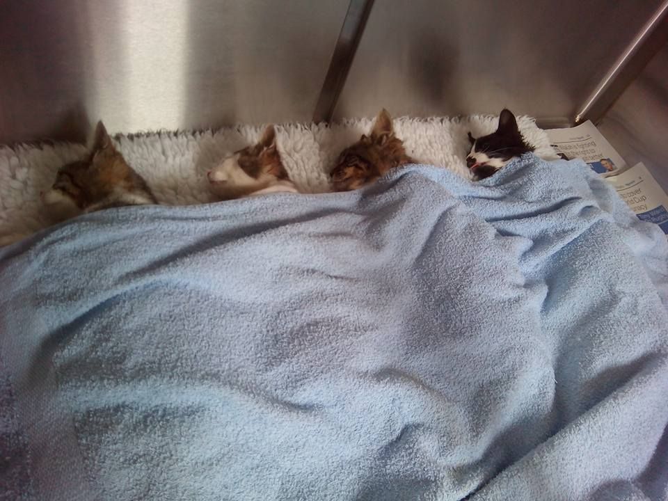 A group of kittens laying under a blue blanket