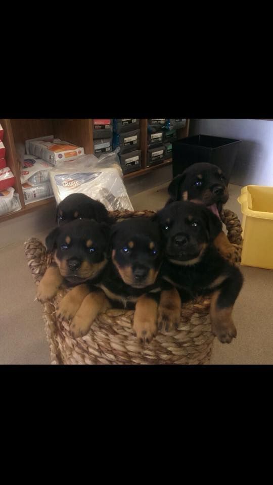 A group of rottweiler puppies are sitting in a basket
