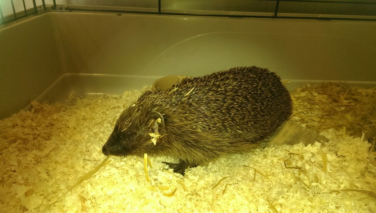 A hedgehog is laying on a pile of wood shavings in a cage
