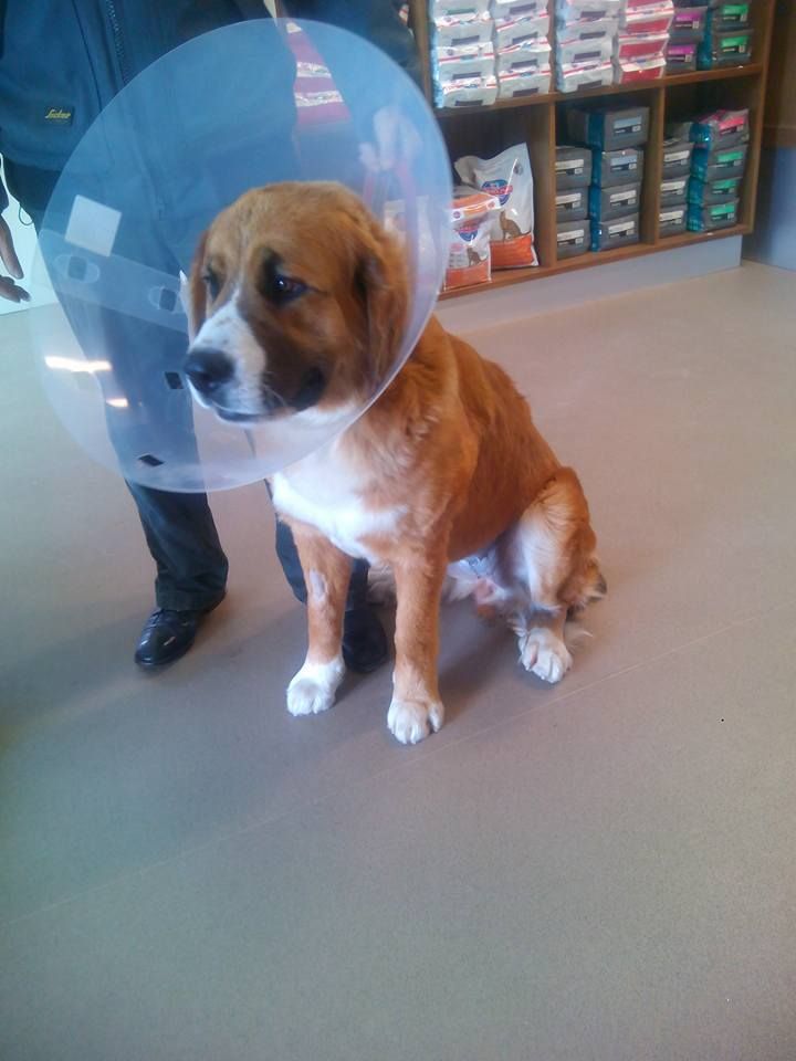 A brown and white dog wearing a cone around its neck