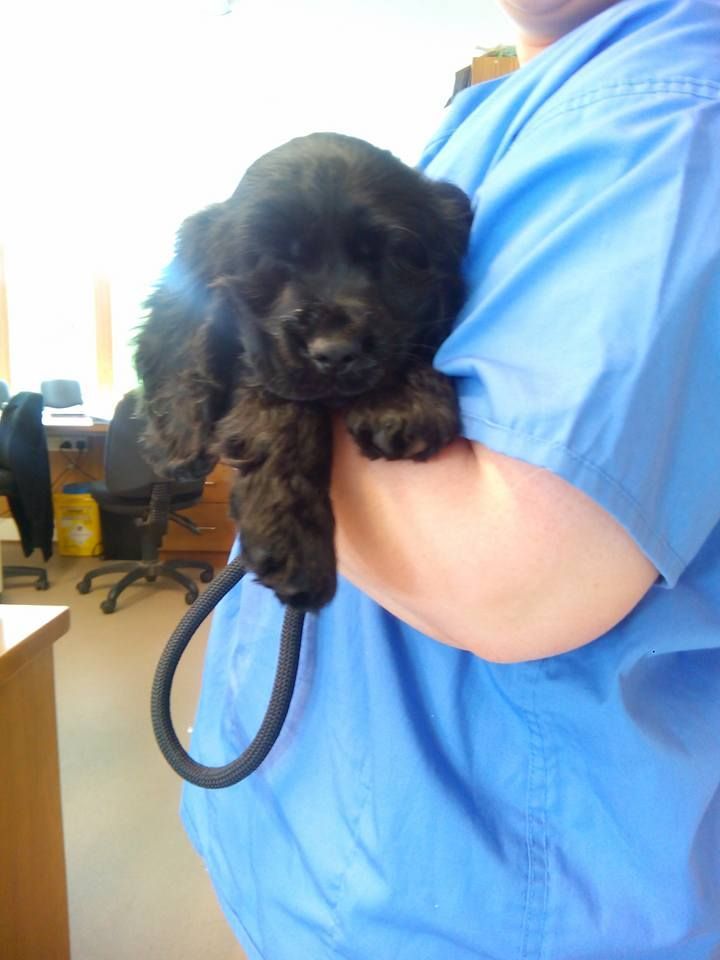 A person in a blue scrub is holding a small black puppy