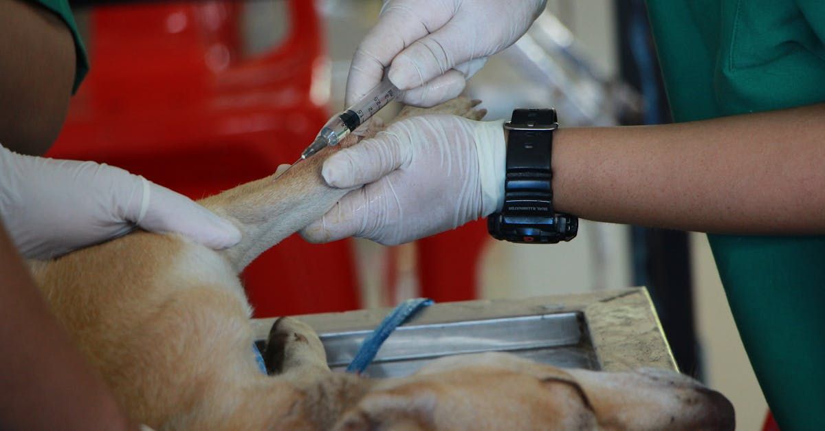 A dog is getting an injection from a veterinarian