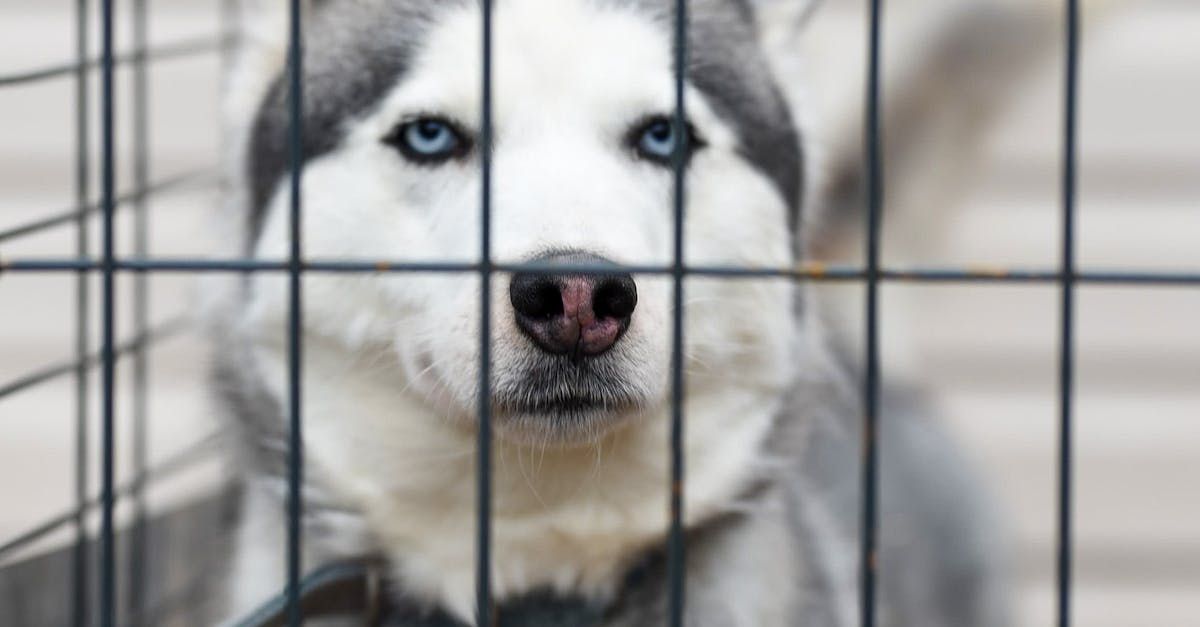 A husky dog is sitting in a cage and looking through the bars.