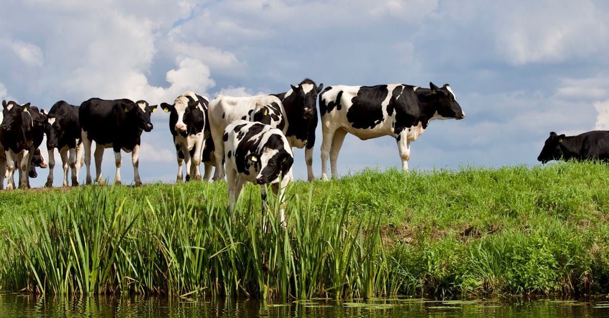 A herd of cows standing in a grassy field near a body of water