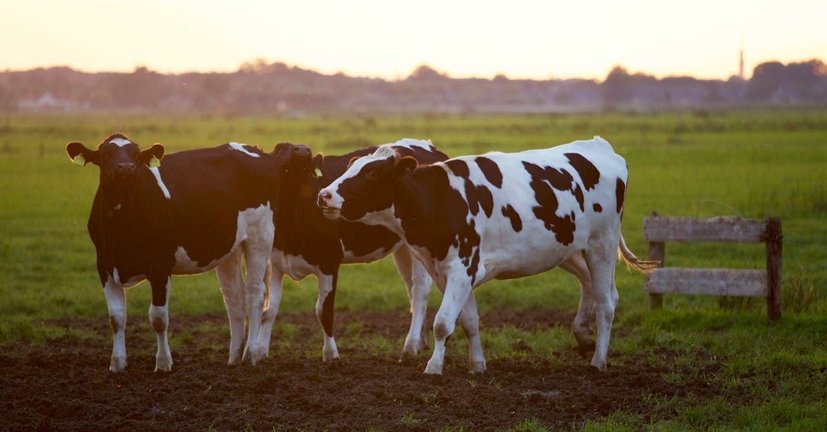 A herd of black and white cows standing in a field