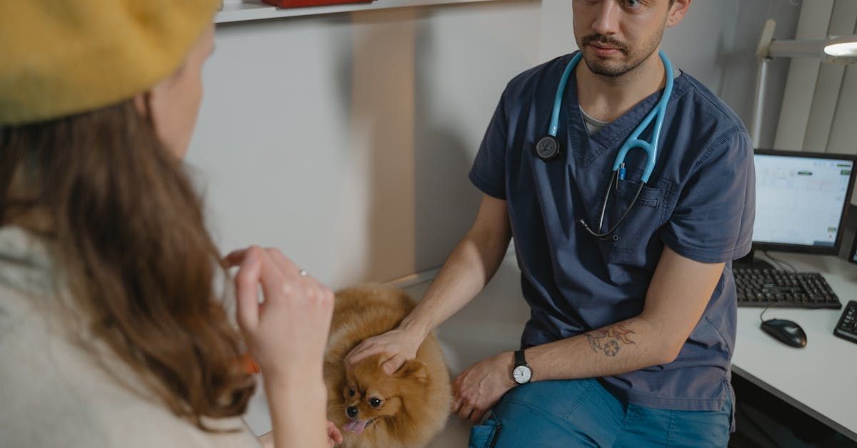 A veterinarian is examining a small dog while a woman looks on.