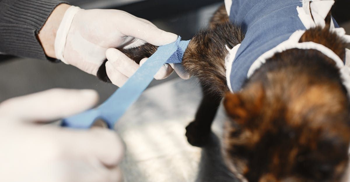 A cat with a bandage on its leg is being examined by a veterinarian.