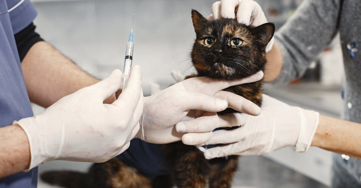 A cat is getting an injection from a veterinarian.