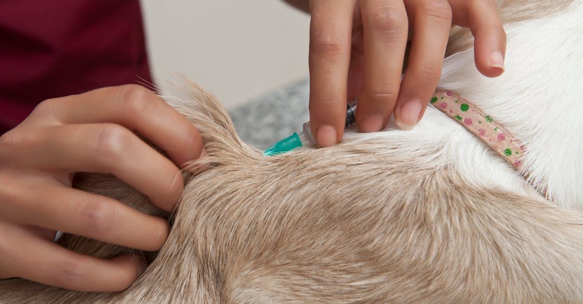 A person is applying a flea collar to a dog.