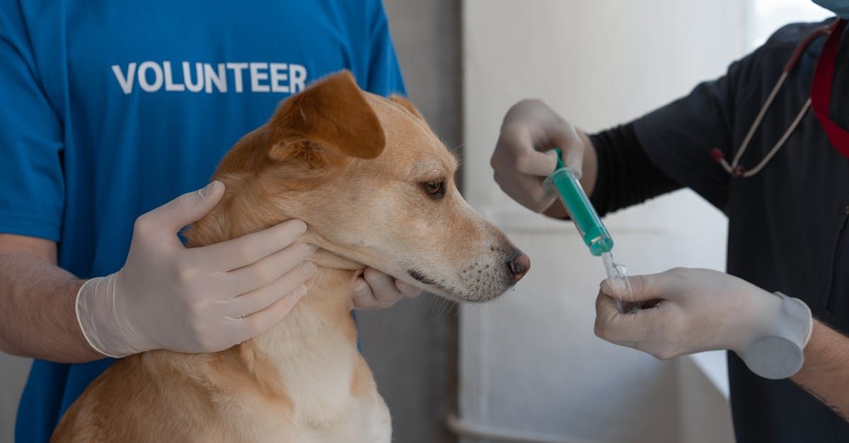A volunteer is giving a dog an injection.