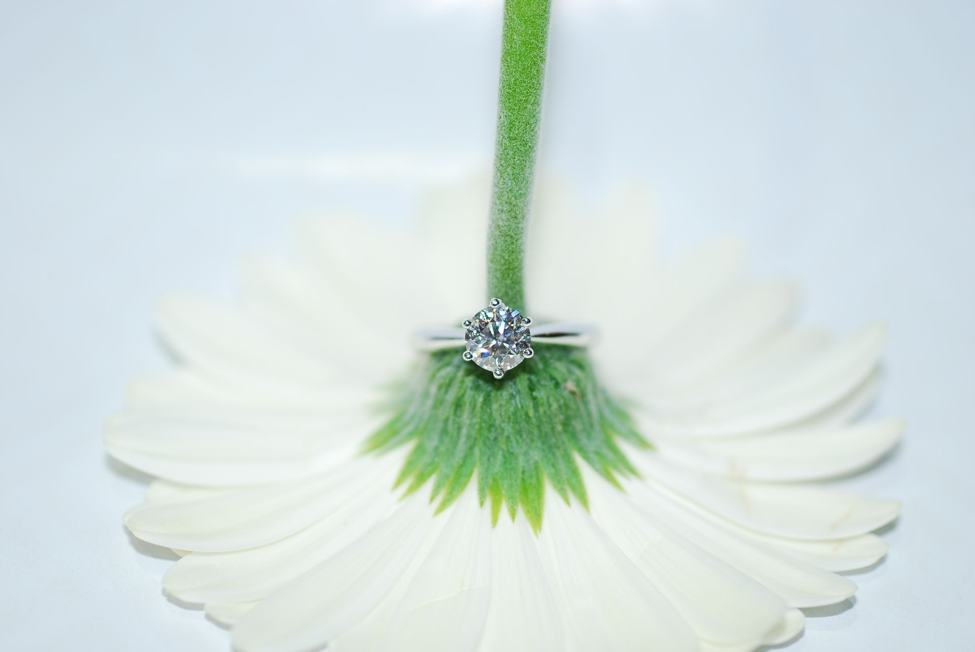 Silver ring with a teardrop-shaped gemstone on a white flower with a green stem — K. Smith & Son Jewellers In Caloundra, QLD