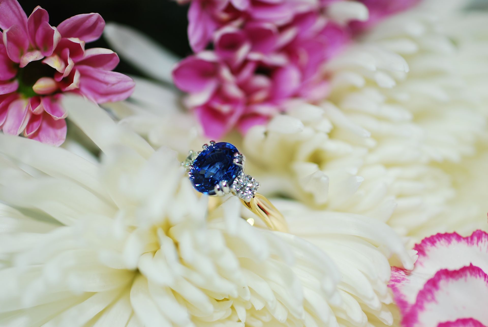 Sapphire engagement ring on white and pink flowers — K. Smith & Son Jewellers In Caloundra, QLD