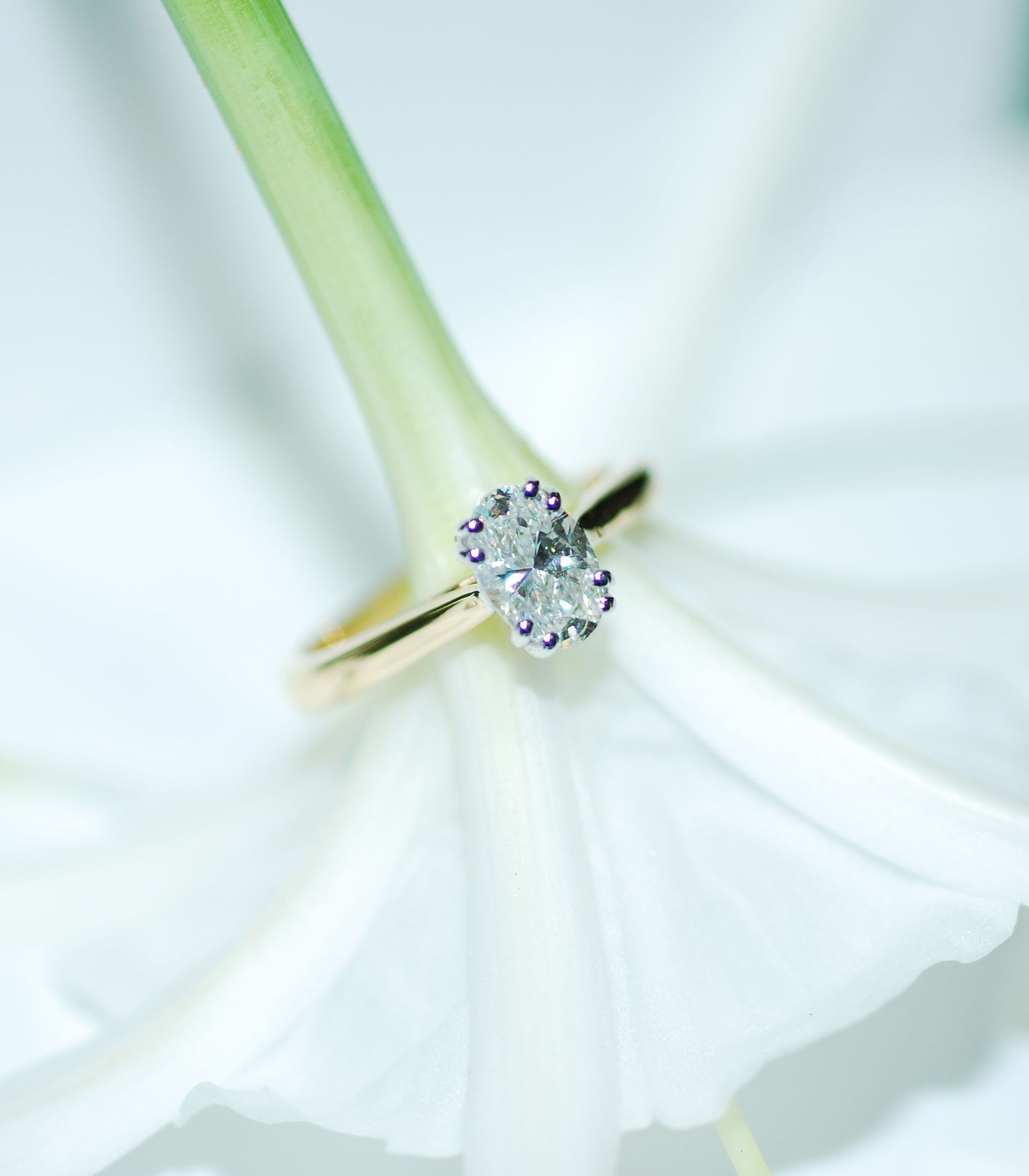 A Close Up of a Diamond Ring on a White Flower — K. Smith & Son Jewellers In Caloundra, QLD