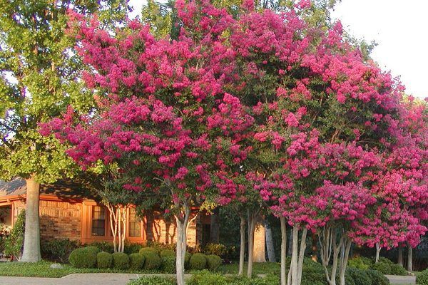 A row of trees with pink flowers in front of a house.