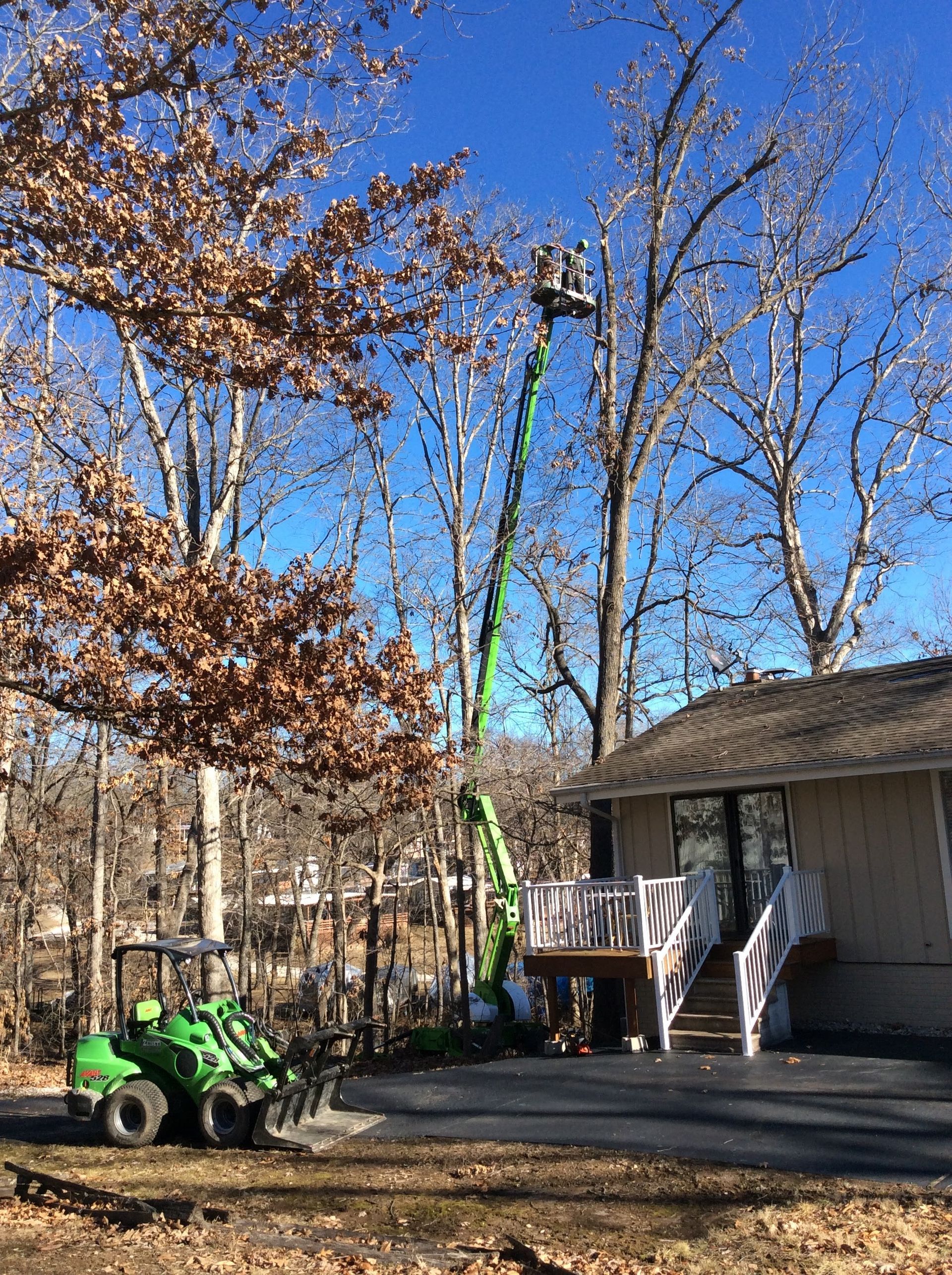 Green lift pruning a tree next to a house on a sunny day. A worker operates the lift.